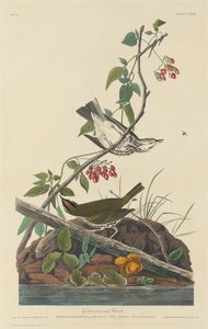 Gullkronet trost av Robert Havell after John James Audubon