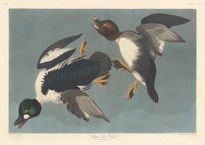Gulløye and av Robert Havell after John James Audubon