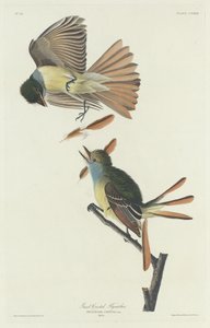 Stor fluesnapper av Robert Havell after John James Audubon