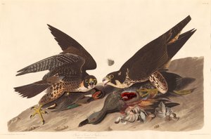 Great Footed Hawk av Robert Havell after John James Audubon