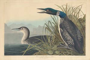 Great Northern Diver eller Loon av Robert Havell after John James Audubon