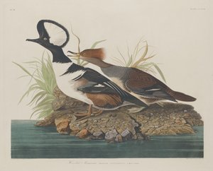 Merganser med hette av Robert Havell after John James Audubon