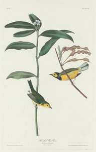 Hettesanger av Robert Havell after John James Audubon