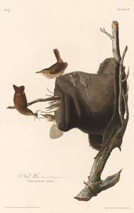 Hus Wren av Robert Havell after John James Audubon
