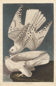 Island eller Jer Falcon av Robert Havell after John James Audubon
