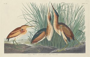 Minst bittert av Robert Havell after John James Audubon
