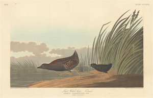 Minst Vann-høne av Robert Havell after John James Audubon