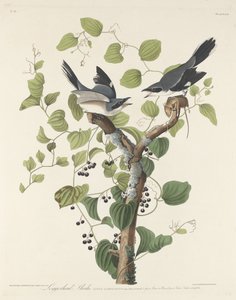 Tømmerhodet Shrike av Robert Havell after John James Audubon