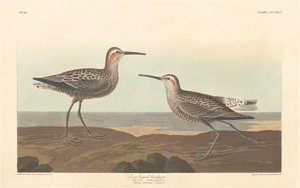 Langbeint Sandpiper av Robert Havell after John James Audubon