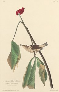 Louisiana vanntrost av Robert Havell after John James Audubon