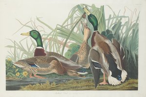 Stokand av Robert Havell after John James Audubon