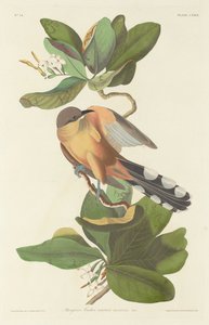 Mangrove gjøk av Robert Havell after John James Audubon