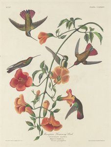 Mangrove kolibri av Robert Havell after John James Audubon