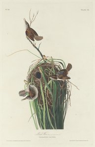 Marsh Wren av Robert Havell after John James Audubon