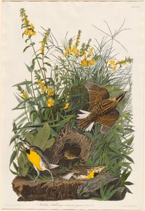 Englerke av Robert Havell after John James Audubon