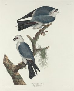 Mississippi-drage av Robert Havell after John James Audubon