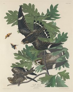 Night Hawk av Robert Havell after John James Audubon
