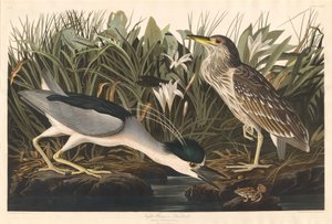Night Heron eller Qua bird av Robert Havell after John James Audubon