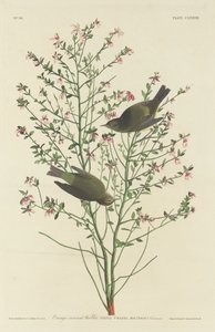 Oransjekronsanger av Robert Havell after John James Audubon