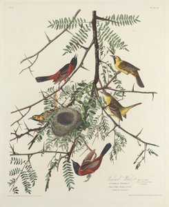 Orchard Oriole av Robert Havell after John James Audubon