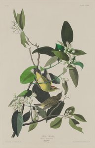 Palmesanger av Robert Havell after John James Audubon