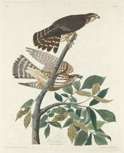 Pigeon Hawk av Robert Havell after John James Audubon