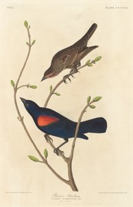 Prairie Starling av Robert Havell after John James Audubon