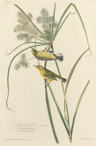 Præriesanger av Robert Havell after John James Audubon