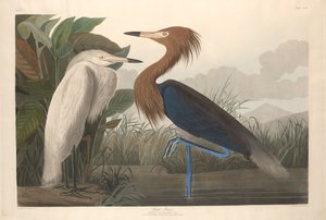 Lilla hegre av Robert Havell after John James Audubon