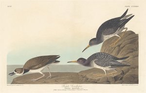 Lilla Sandpiper av Robert Havell after John James Audubon