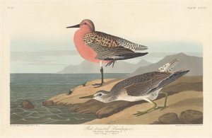 Rødbrynet sandpipe av Robert Havell after John James Audubon