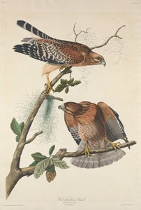 Rødskuldret Hawk
