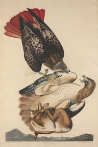 Red Tailed Hawk av Robert Havell after John James Audubon