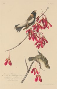 Risspurv av Robert Havell after John James Audubon