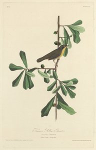 Roscoes gule hals av Robert Havell after John James Audubon