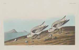 Ruddy Plover av Robert Havell after John James Audubon