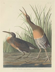 Saltvannsmyrhøne av Robert Havell after John James Audubon