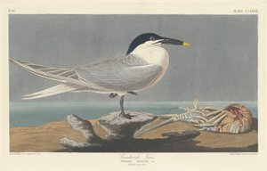 Sandwichtern av Robert Havell after John James Audubon