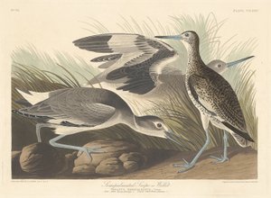 Halvpalmatisert snipe eller vippe av Robert Havell after John James Audubon