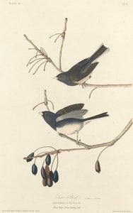 Snøfugl av Robert Havell after John James Audubon