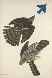 Stanley Hawk av Robert Havell after John James Audubon