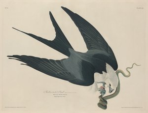 Svalehalehauk av Robert Havell after John James Audubon