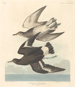 Townsends Sandpiper av Robert Havell after John James Audubon