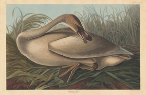Trompetist Svane av Robert Havell after John James Audubon