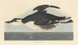 Uriah Brunnichii av Robert Havell after John James Audubon