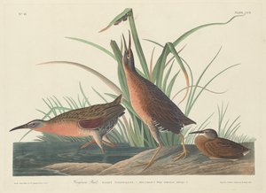 Virginia Rail av Robert Havell after John James Audubon