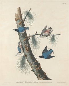 Hvitbrystet svarthakket nøttetre av Robert Havell after John James Audubon