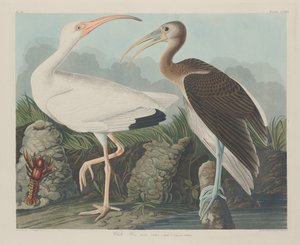 Hvit Ibis av Robert Havell after John James Audubon