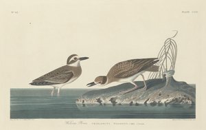 Wilsons Plover av Robert Havell after John James Audubon