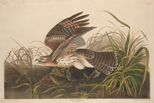 Winter Hawk av Robert Havell after John James Audubon